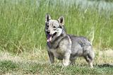 VASGOTASPETS 043